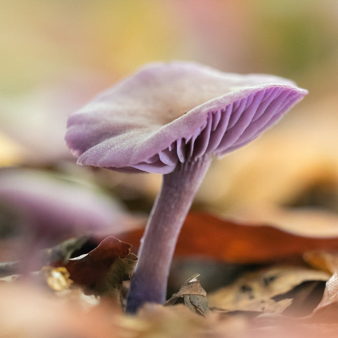 Join Our Fungi Foraging & Exploration Group in Johannesburg! 🍄